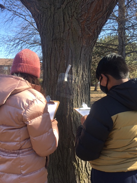 Students studying lichen to learn about air quality
